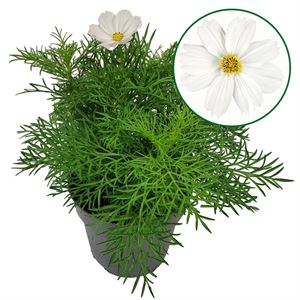 Afbeelding van EJ Cosmos Bipinatus White en Carmine div